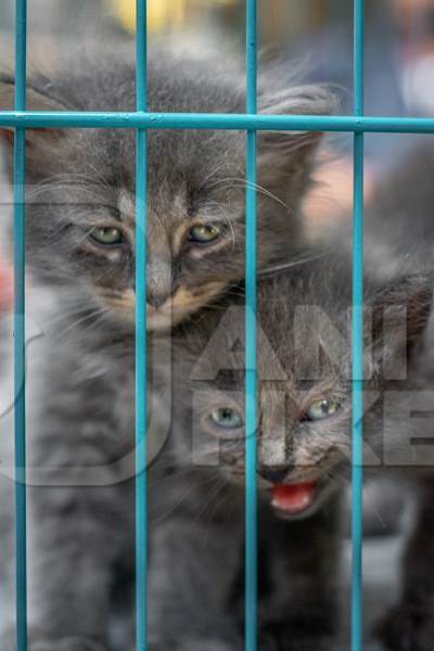 Persian pedigree breed grey kittens in cage on sale as pet cats at Crawford pet market in Mumbai in India