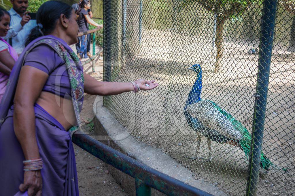 Woman tourist looking at Indian peacock bird behind fence in enclosure in Sanjay Gandhi Jaivik Udyan zoo