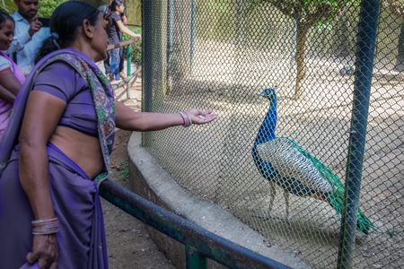 Woman tourist looking at Indian peacock bird behind fence in enclosure in Sanjay Gandhi Jaivik Udyan zoo