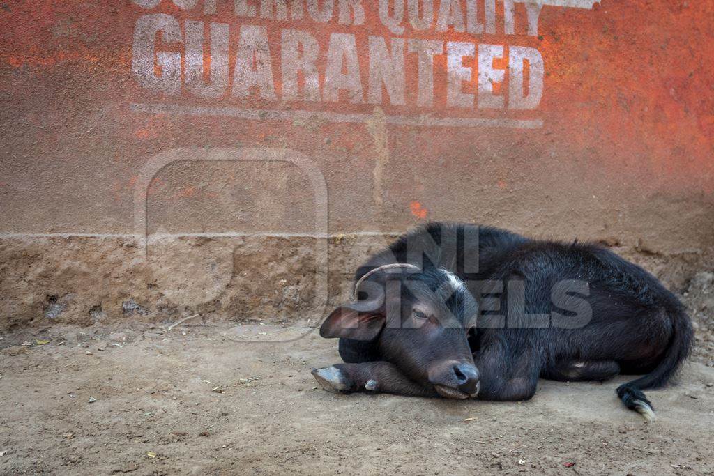 Small sad looking buffalo calf in a rural dairy in Maharashtra