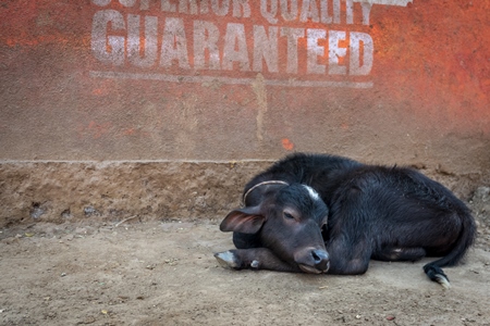 Small sad looking buffalo calf in a rural dairy in Maharashtra