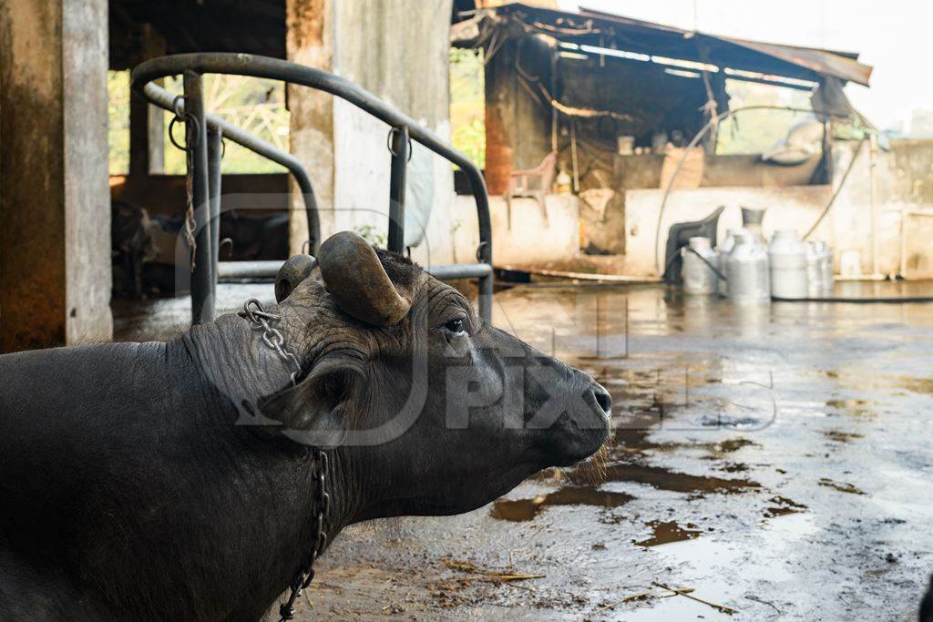 Indian buffalo tied up on an urban dairy farm or tabela, Aarey milk colony, Mumbai, India, 2023