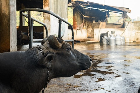 Indian buffalo tied up on an urban dairy farm or tabela, Aarey milk colony, Mumbai, India, 2023