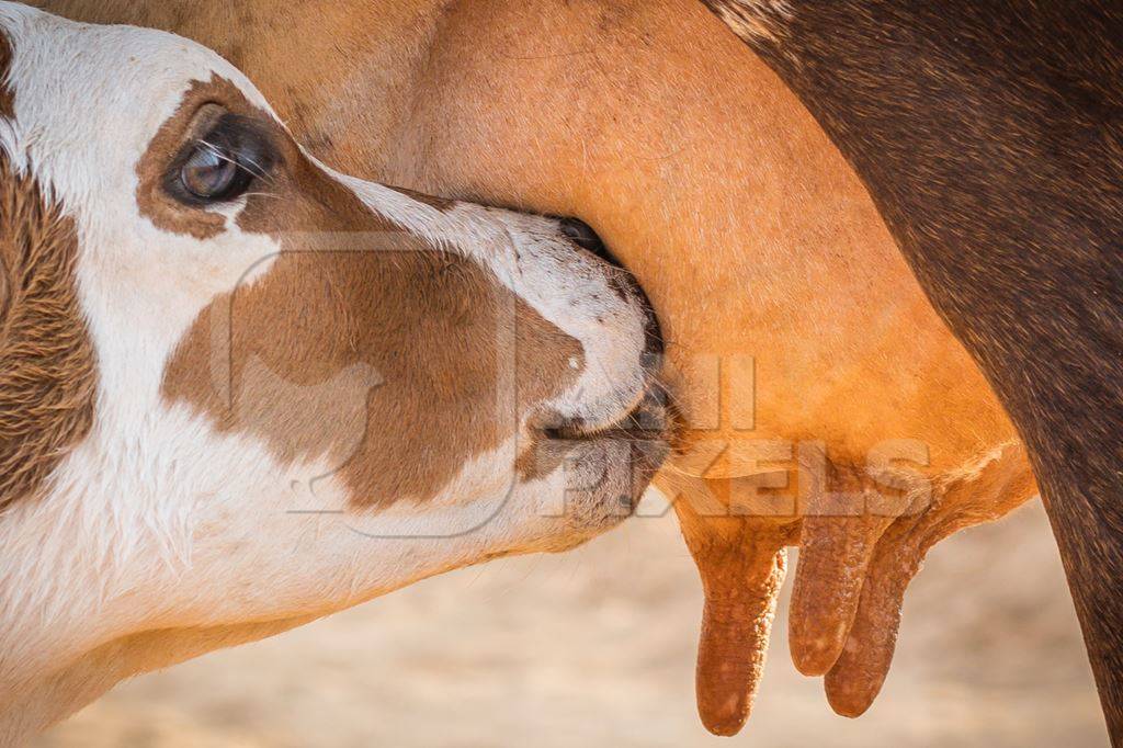 Baby calf suckling milk from mother street cow on beach in Goa in India