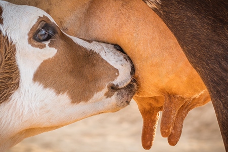 Baby calf suckling milk from mother street cow on beach in Goa in India