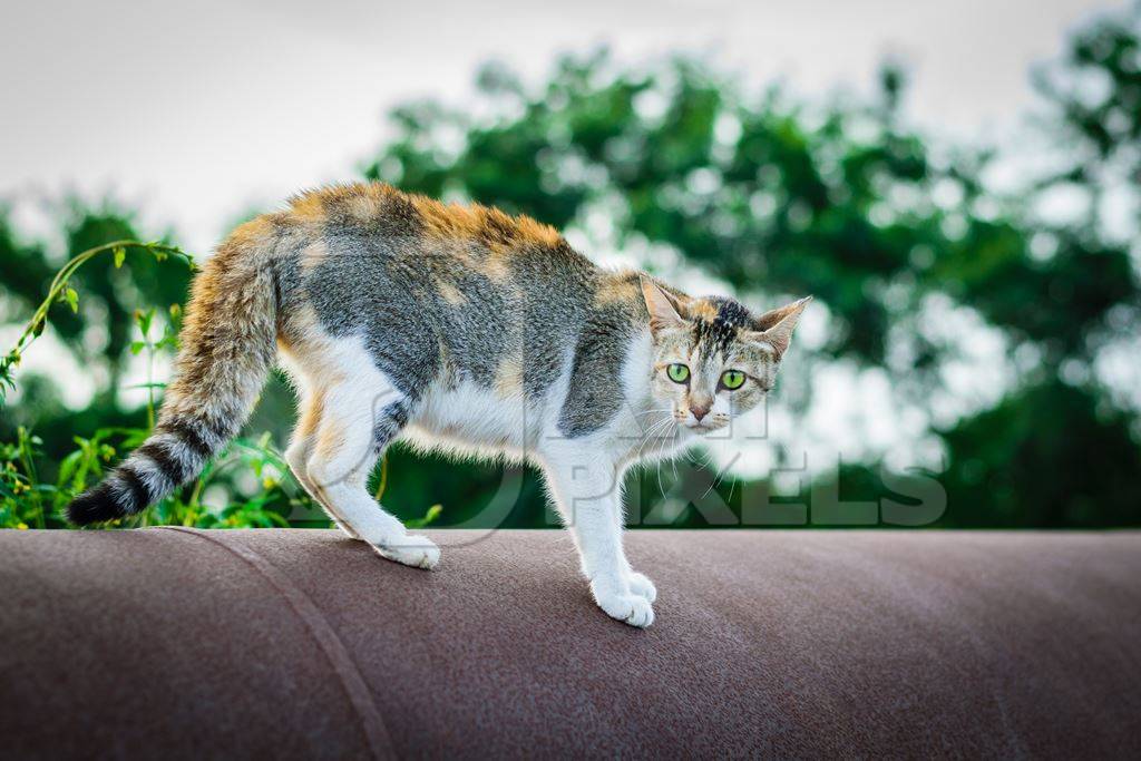 Tortoiseshell street cat standing on pipe on construction site in city in India