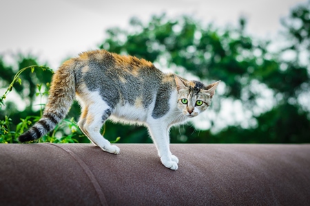 Tortoiseshell street cat standing on pipe on construction site in city in India