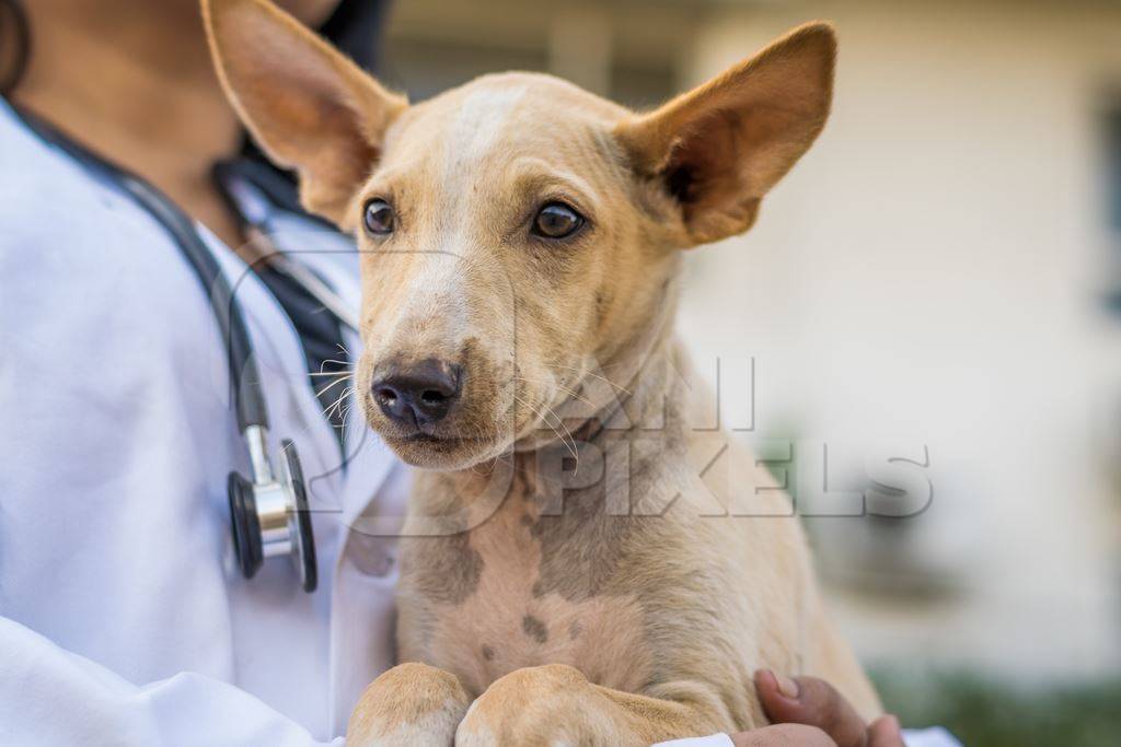 Vet doctor with white coat holding stray street puppy