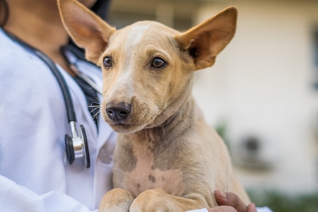 Vet doctor with white coat holding stray street puppy