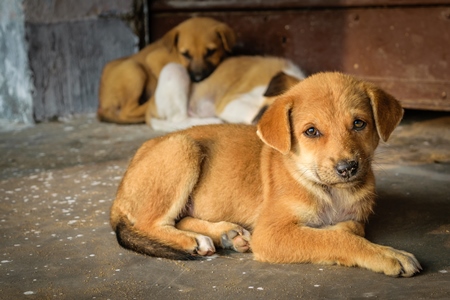 Small ginger puppy in rural town of Bodhgaya in Bihar