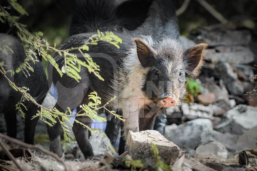 Indian feral mother pig and piglet on wasteland next to a garbage dump in a city in Maharashtra, India, 2022