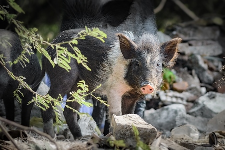 Indian feral mother pig and piglet on wasteland next to a garbage dump in a city in Maharashtra, India, 2022