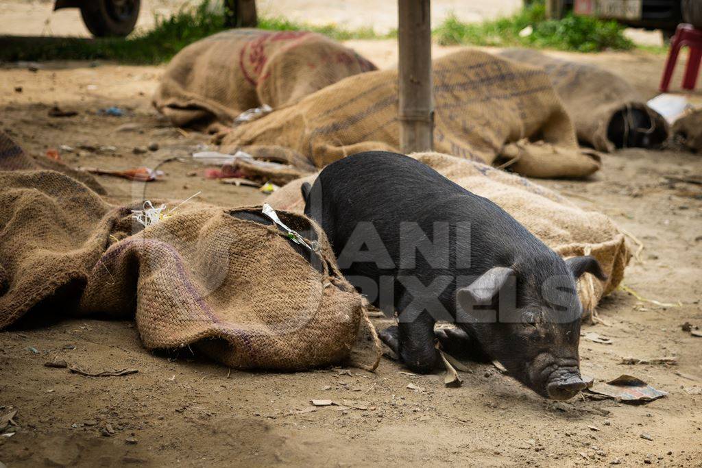 Pigs tied up in sacks and on sale for meat at the weekly animal market