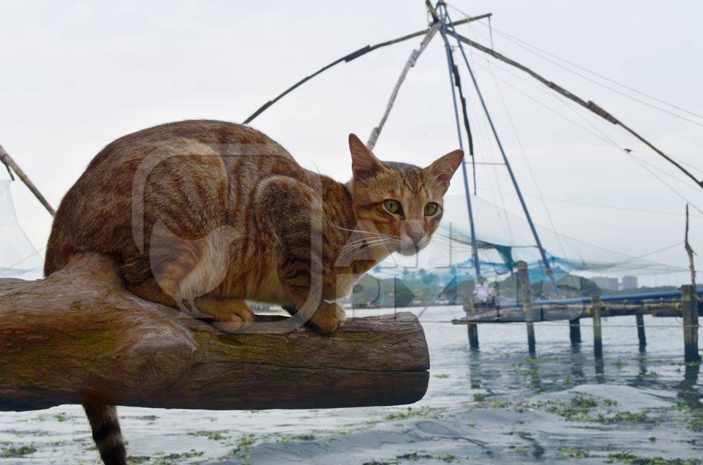 Ginger street cat by fishing nets in the sea