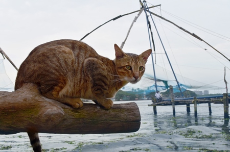Ginger street cat by fishing nets in the sea