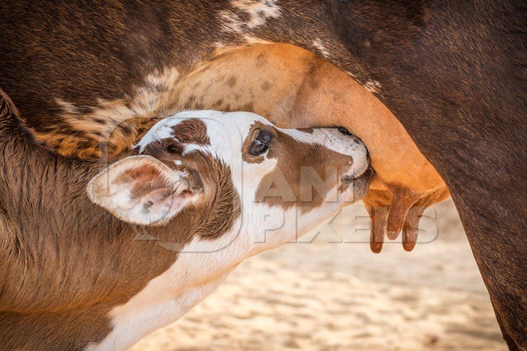 Baby calf suckling milk from mother street cow on beach in Goa in India