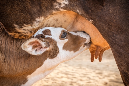 Baby calf suckling milk from mother street cow on beach in Goa in India