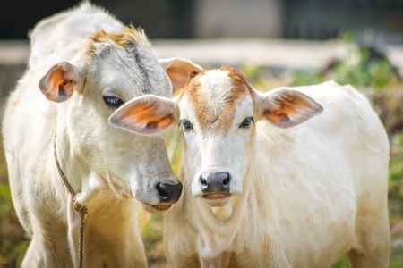 Brown and white cows in small field in town of Bodhgaya, Bihar