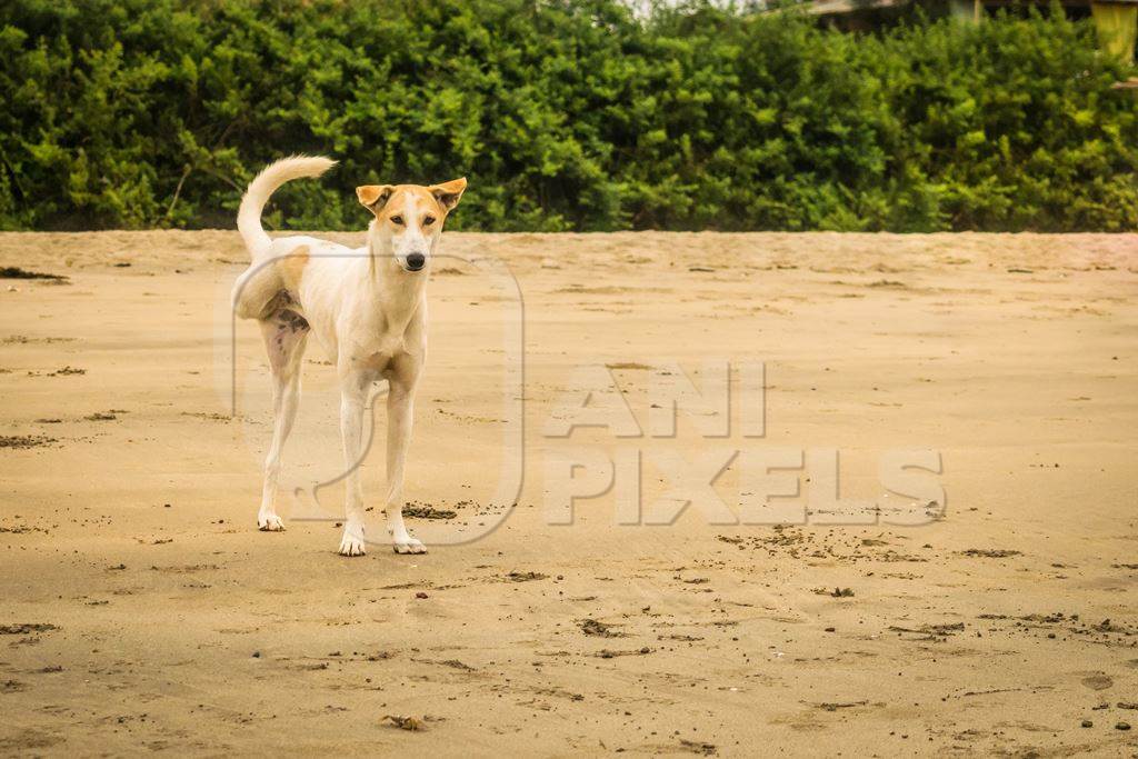 Three legged stray dog on beach in Goa, India