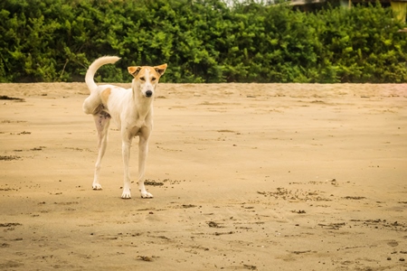 Three legged stray dog on beach in Goa, India