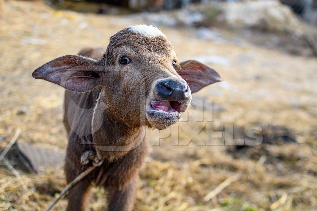 Indian buffalo calf bellowing on an urban dairy farm or tabela, Aarey milk colony, Mumbai, India, 2023