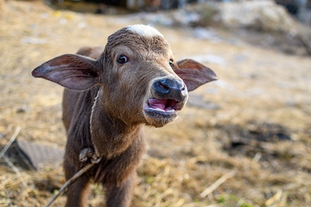 Indian buffalo calf bellowing on an urban dairy farm or tabela, Aarey milk colony, Mumbai, India, 2023