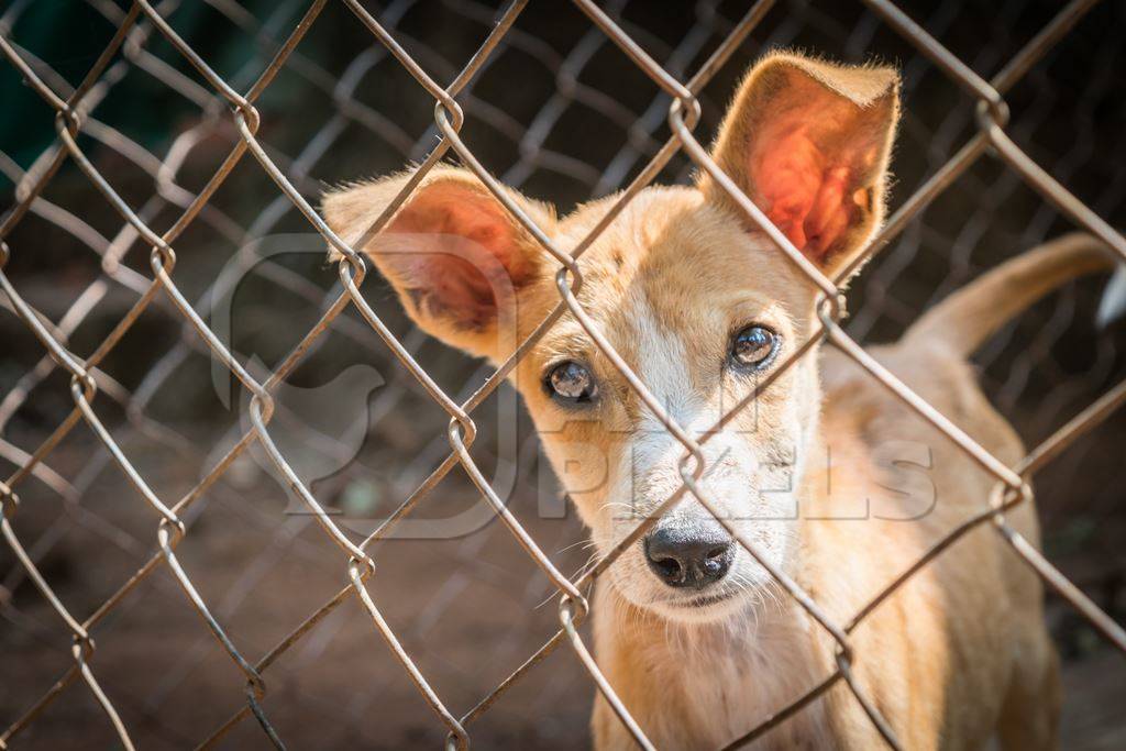 Cute puppy for adoption behind fencing in animal shelter