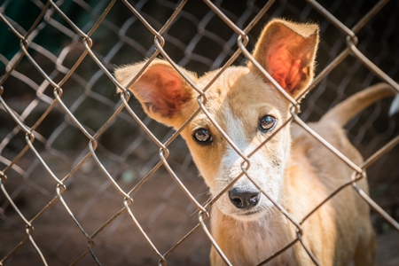 Cute puppy for adoption behind fencing in animal shelter