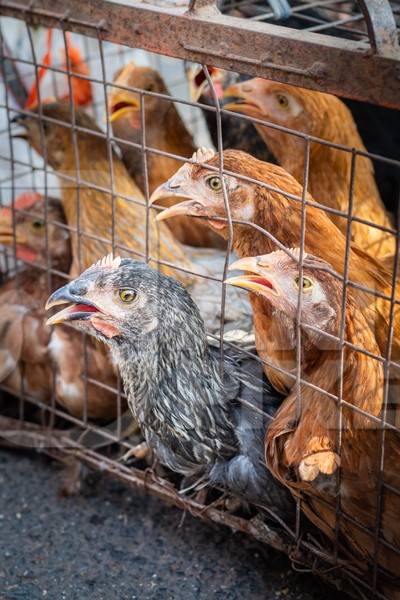 Chickens in a cage trying to escape and panting in the heat at a live animal market at Juna Bazaar, in the city of Pune, India