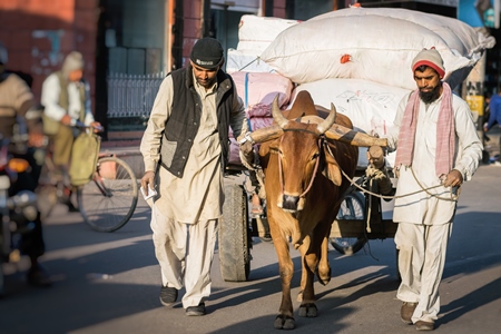 Brown working bullock pulling carton city road in Bikaner