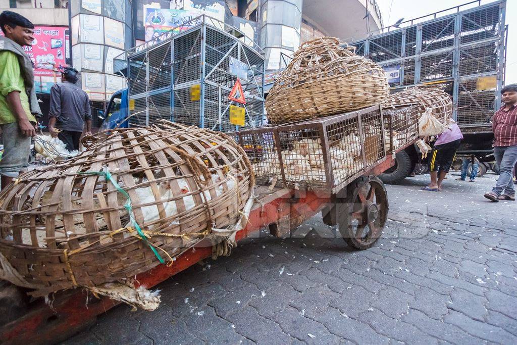 Broiler chickens raised for meat being unloaded from transport trucks near Crawford meat market in Mumbai