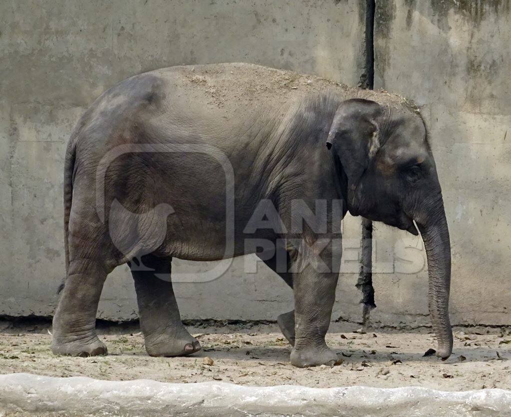 Elephant in captivity in enclosure at Kolkata zoo