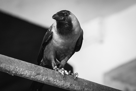 Crow sitting on bar at Crawford meat market in black and white