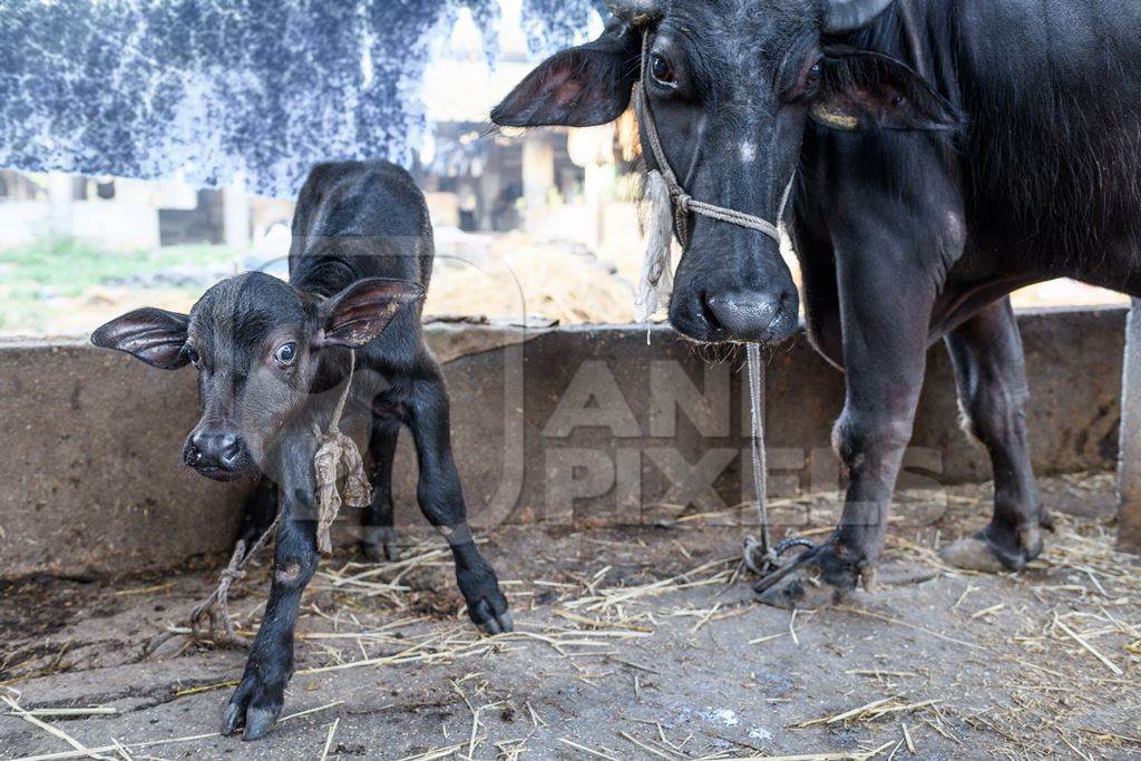 Mother Indian buffalo tied up with calf in a concrete shed on an urban dairy farm or tabela, Aarey milk colony, Mumbai, India, 2023