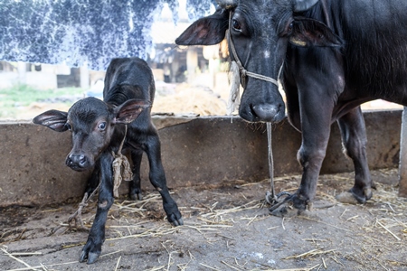 Mother Indian buffalo tied up with calf in a concrete shed on an urban dairy farm or tabela, Aarey milk colony, Mumbai, India, 2023