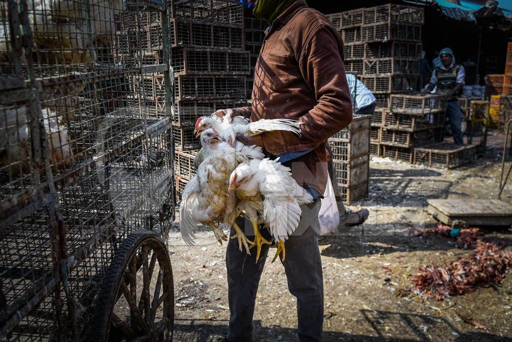 Indian broiler chickens being loaded onto a tricycle chicken cart at Ghazipur murga mandi, Ghazipur, Delhi, India, 2022