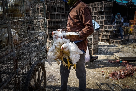 Indian broiler chickens being loaded onto a tricycle chicken cart at Ghazipur murga mandi, Ghazipur, Delhi, India, 2022