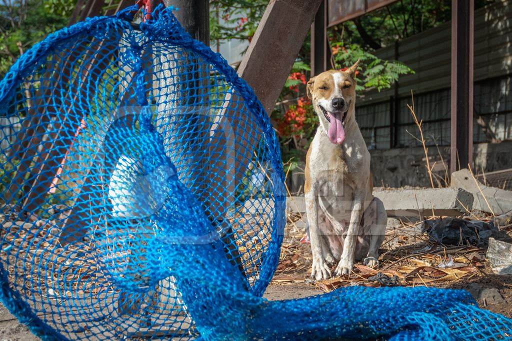 Street dog on wasteground in city with blue dog catching net for sterilisation or spay and neuter programme