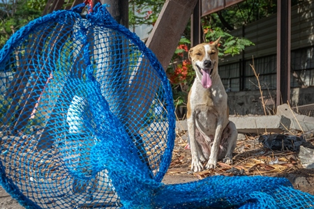Street dog on wasteground in city with blue dog catching net for sterilisation or spay and neuter programme