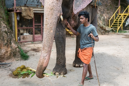 Man leading elephant for tourist rides in the hill station of Munnar in Kerala, India