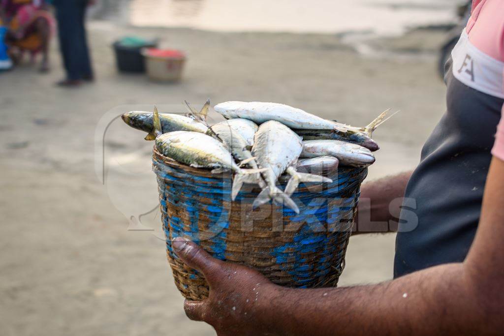 Baskets full of dead Indian mackerel fish on sale at Malvan fish market on beach in Malvan, Maharashtra, India, 2022