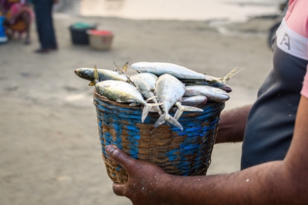 Baskets full of dead Indian mackerel fish on sale at Malvan fish market on beach in Malvan, Maharashtra, India, 2022
