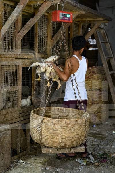 Worker putting chickens into a weighing scale basket at the chicken meat market inside New Market, Kolkata, India, 2022