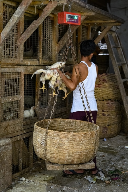 Worker putting chickens into a weighing scale basket at the chicken meat market inside New Market, Kolkata, India, 2022