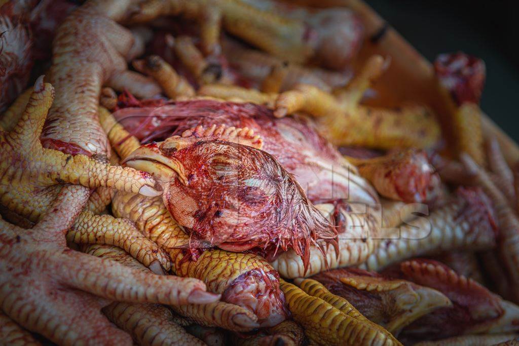 A tray contains chicken heads and feet in a chicken meat shop, Ajmer, Rajasthan, India, 2022