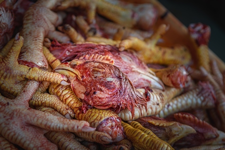 A tray contains chicken heads and feet in a chicken meat shop, Ajmer, Rajasthan, India, 2022