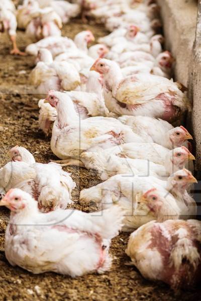 White broiler chickens raised for meat on a large poultry broiler farm in Maharashtra in India