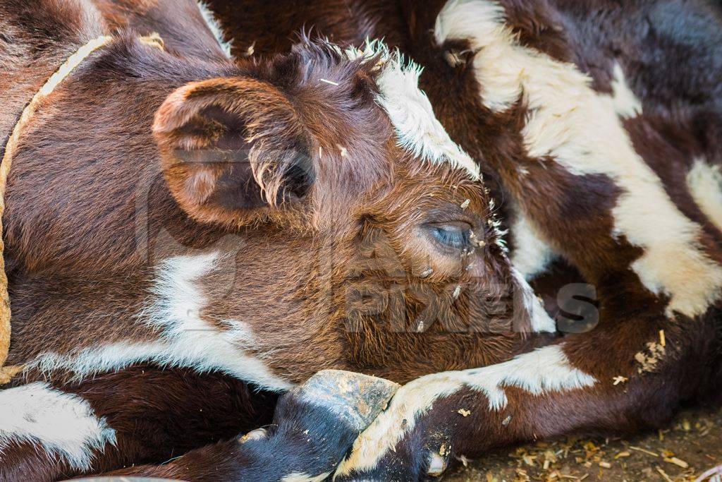 Small brown and white calf with flies lying on ground