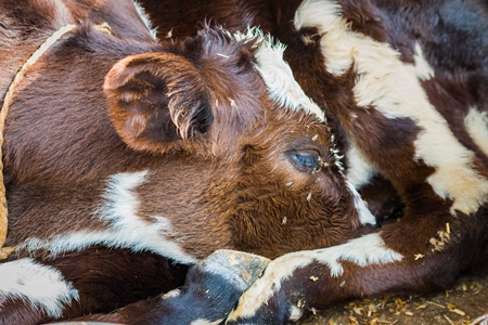 Small brown and white calf with flies lying on ground