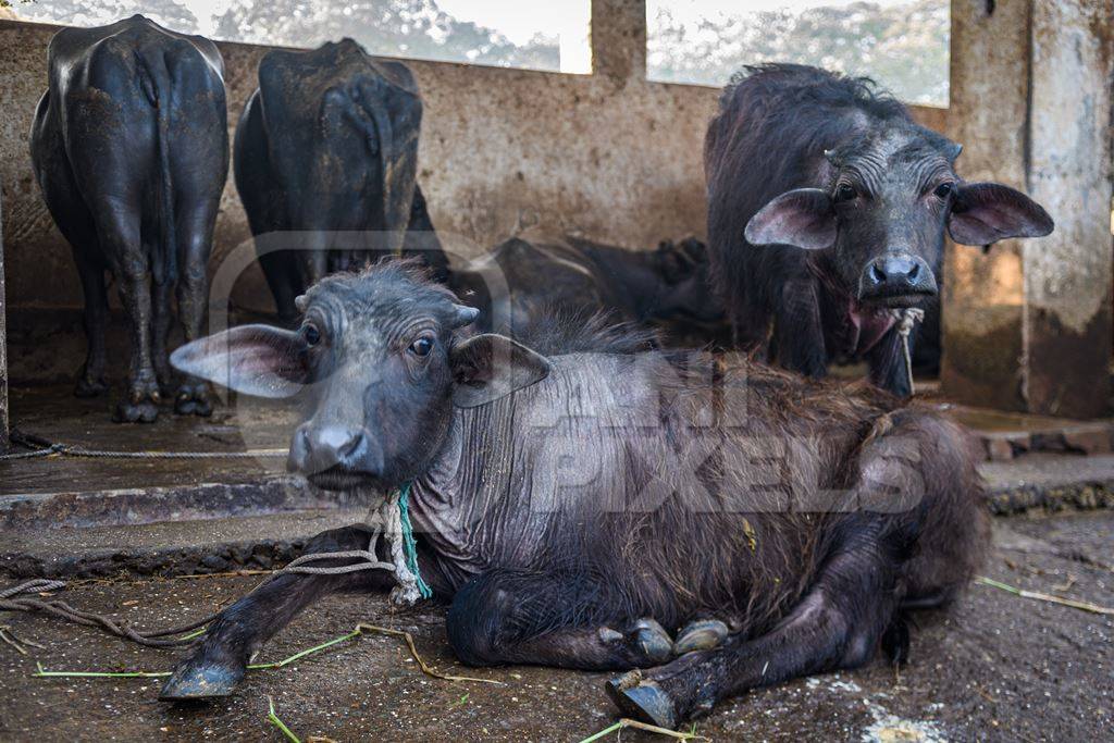 Farmed Indian buffaloes on an urban dairy farm or tabela, Aarey milk colony, Mumbai, India, 2023